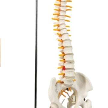 Desktop Flexible Spine with Femur on Hanging Stand, 45cm
