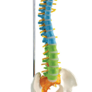 Desktop Didactic Flexible Spine Model with Femur, on Hanging Stand