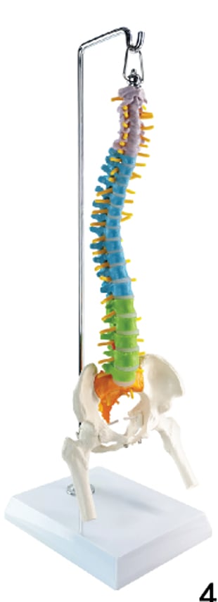DS-60113 - Desktop Didactic Flexible Spine Model with Femur, on Hanging Stand Desktop Didactic Flexible Spine Model with Femur, on Hanging Stand