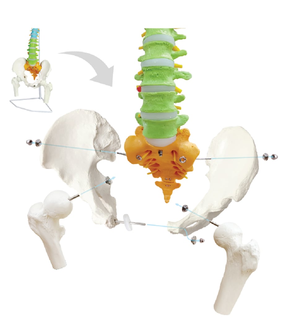 DS-60117 - Flexible Color-Coded Spine with Detachable Pelvis and Femur Heads, 85cm Flexible Color-Coded Spine with Detachable Pelvis and Femur Heads, 85cm