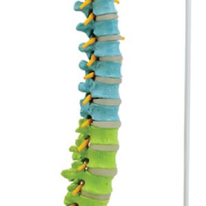 Flexible Color-Coded Spine with Detachable Pelvis and Femur Heads, 85cm