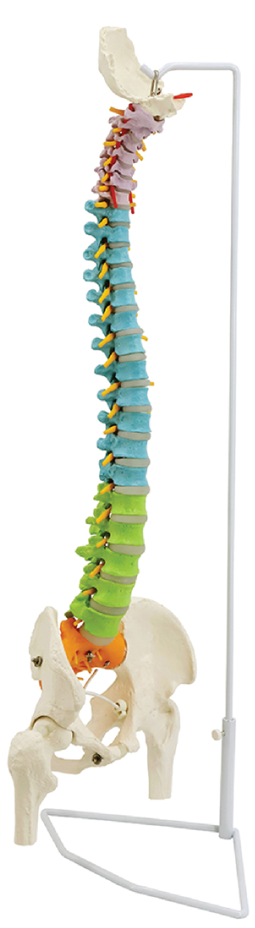 DS-60117 - Flexible Color-Coded Spine with Detachable Pelvis and Femur Heads, 85cm Flexible Color-Coded Spine with Detachable Pelvis and Femur Heads, 85cm