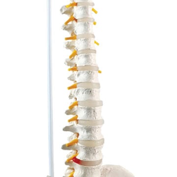 Flexible Spine with Femur Heads, with Magnetic Mounted Sacrum Crest, 85cm