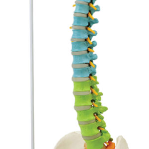 Flexible Spine with Femur Heads, 85cm