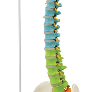 Flexible Spine with Femur Heads, 85cm