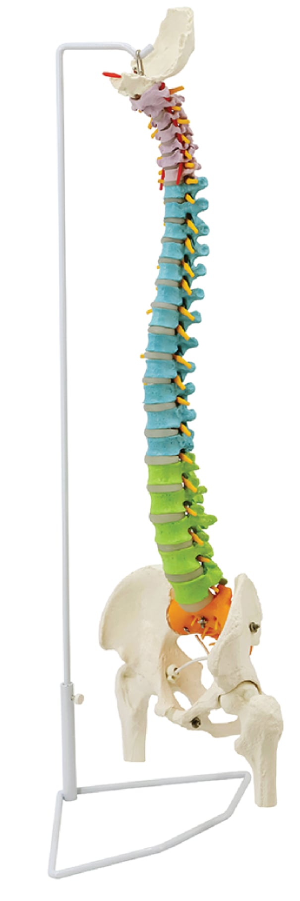 DS-60119 - Flexible Spine with Femur Heads, 85cm Flexible Spine with Femur Heads, 85cm