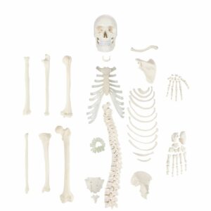 Unmounted Human Skeleton (Half)