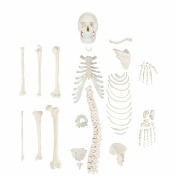 Unmounted Human Skeleton (Half)