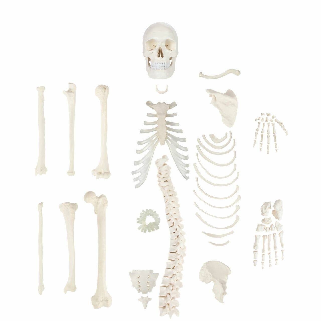 DS-60122 - Unmounted Human Skeleton (Half) Unmounted Human Skeleton (Half)
