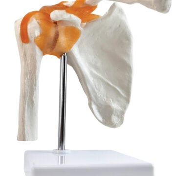 Life-Size Shoulder Joint