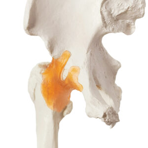 Life-Size Hip Joint