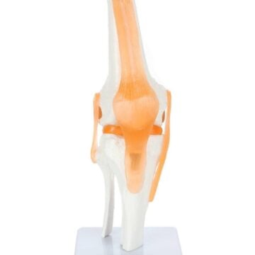 Life-Size Knee Joint