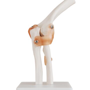 Life-Size Elbow Joint