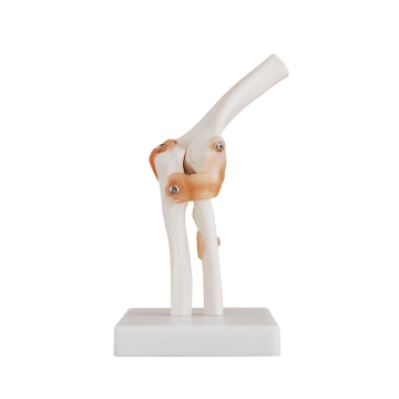 Life-Size Elbow Joint
