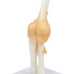 Life-Size Elbow Joint