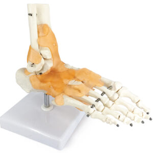 Life-Size Foot Joint with Ligaments