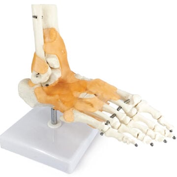 Life-Size Foot Joint with Ligaments