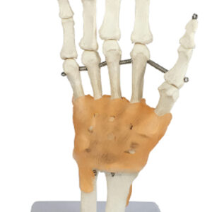 Life-Size Hand Joint with Ligaments