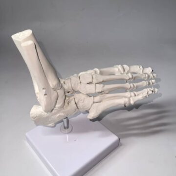 Kinematic Foot Skeleton with Tibia & Fibula, Movable Ankle