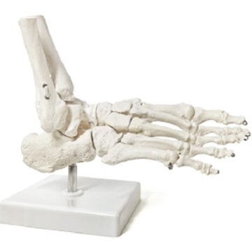 Kinematic Foot Skeleton with Tibia & Fibula, Movable Ankle