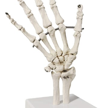 Life-Size Hand Joint