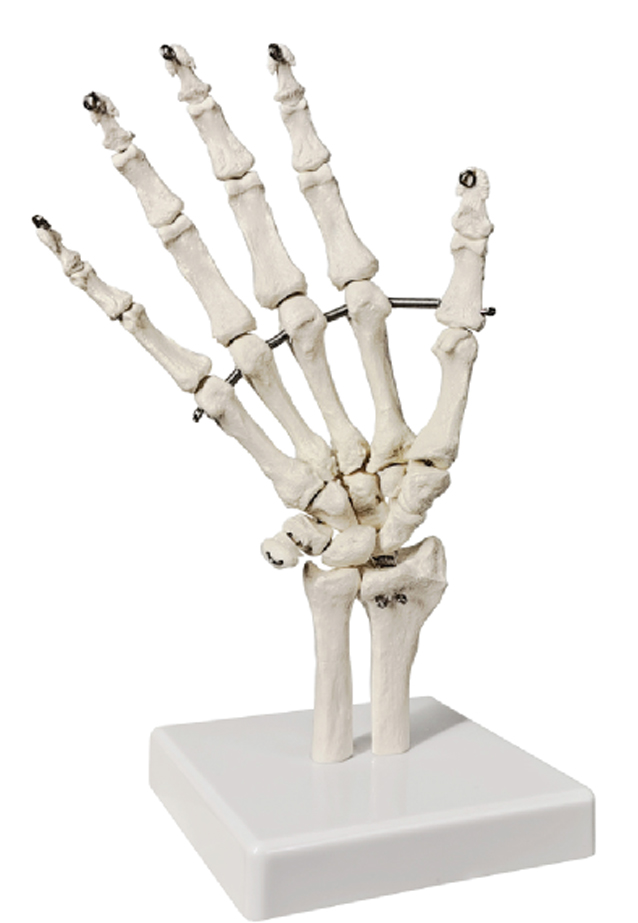 DS-60208 - Life-Size Hand Joint Life-Size Hand Joint