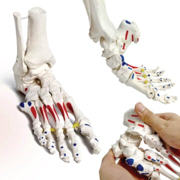 Kinematic Foot Skeleton with Muscle Markings & Flexible Joints