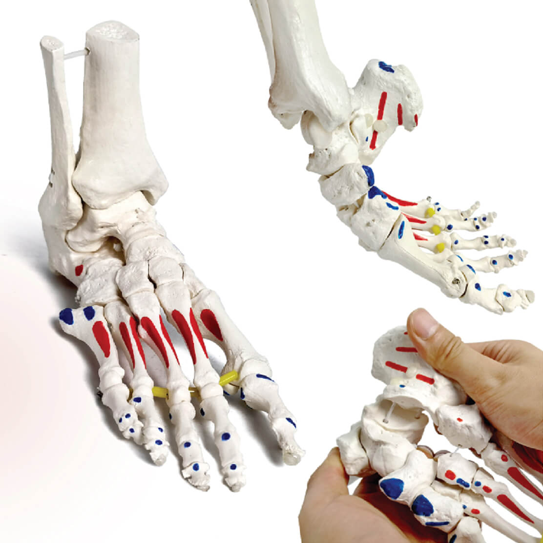 DS-60210 - Kinematic Foot Skeleton with Muscle Markings & Flexible Joints Kinematic Foot Skeleton with Muscle Markings & Flexible Joints
