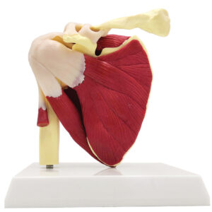 Shoulder Joint with Muscle, Life Size