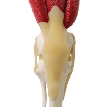 Muscled Knee Joint Model, LifeSize