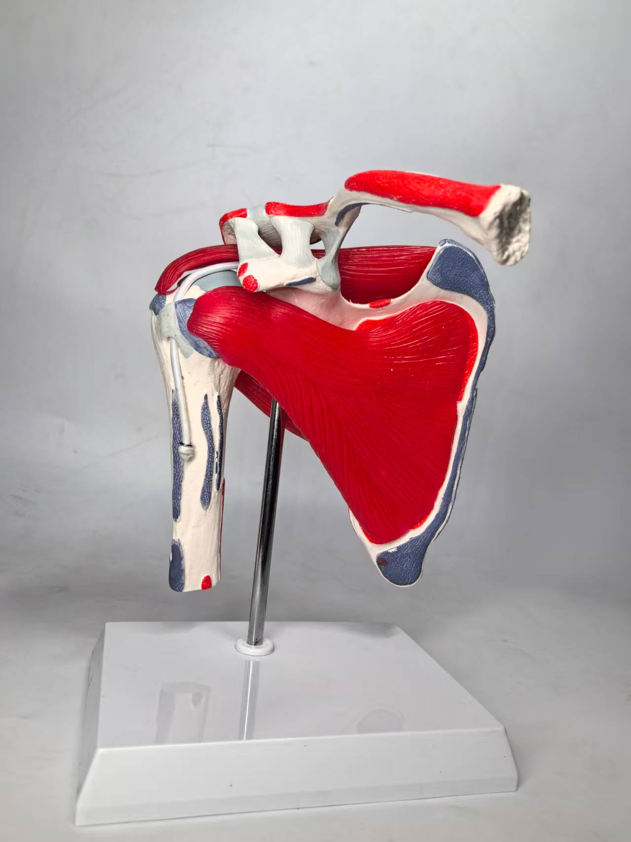 DS-60213 - Shoulder Joint with Removable Muscles & Muscle Markings Shoulder Joint with Removable Muscles & Muscle Markings
