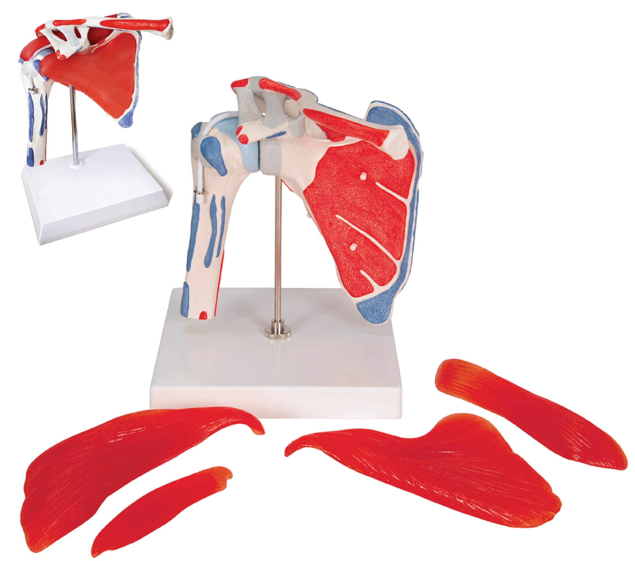 DS-60213 - Shoulder Joint with Removable Muscles & Muscle Markings Shoulder Joint with Removable Muscles & Muscle Markings