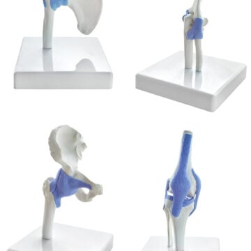 Miniature Hip, Elbow, Shoulder and Knee Joint Set, Half Size, 4 Parts