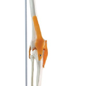Leg Skeleton with Hip Bone & Ligaments, Hanging Stand