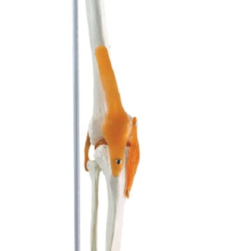 Leg Skeleton with Hip Bone & Ligaments, Hanging Stand