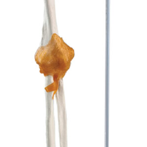 Arm Skeleton with Scapula & Clavicle, Hanging Stand