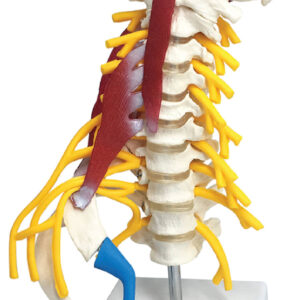 Cervical Spine with Ribs & Nerve Plexus