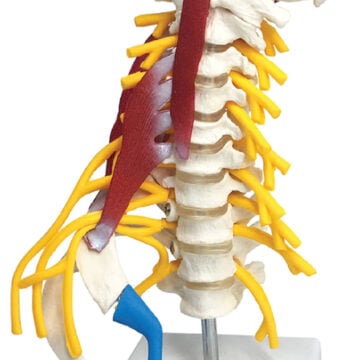 Cervical Spine with Ribs & Nerve Plexus