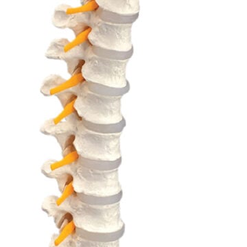 Thoracic Spinal Column