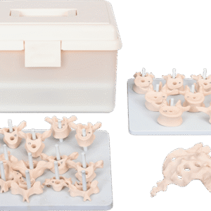 Vertebral Column Disarticulate Model