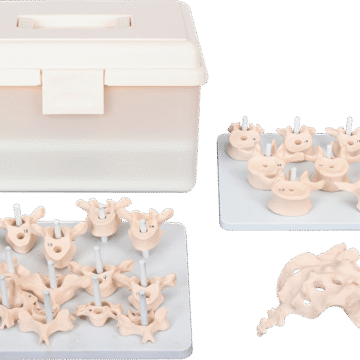 Vertebral Column Disarticulate Model