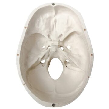 Deluxe Life-Size Skull