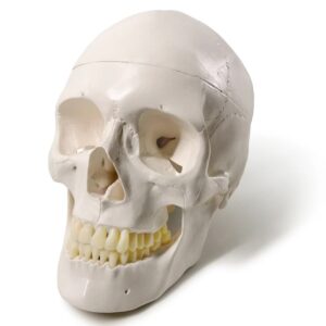 Deluxe Life-Size Skull
