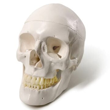 Deluxe Life-Size Skull