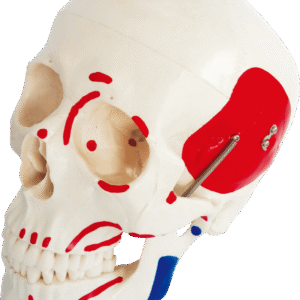 Life-Size Skull with Painted Muscles