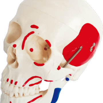 Life-Size Skull with Painted Muscles