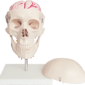 Skull with 8 Parts Brain and Cervical
Spine