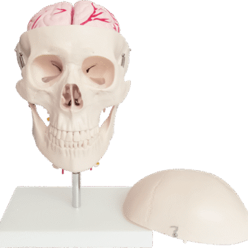 Skull with 8 Parts Brain and Cervical