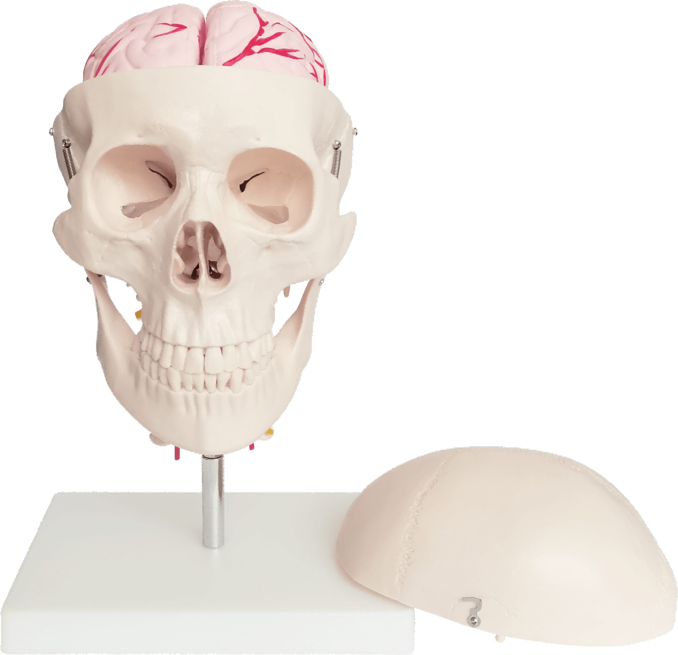 DS-60503 - Skull with 8 Parts Brain and Cervical Skull with 8 Parts Brain and Cervical