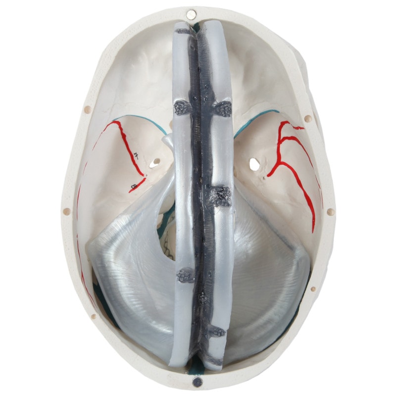 DS-60504 - Human Skull with Dura Mater Model, Life Size, 4 Parts Human Skull with Dura Mater Model, Life Size, 4 Parts